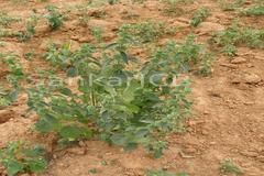 Leucas martinicensis